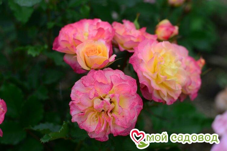 Роза Ландлуст, Кордес купить в Москве по низкой цене - интернет-магазин Гаршинка