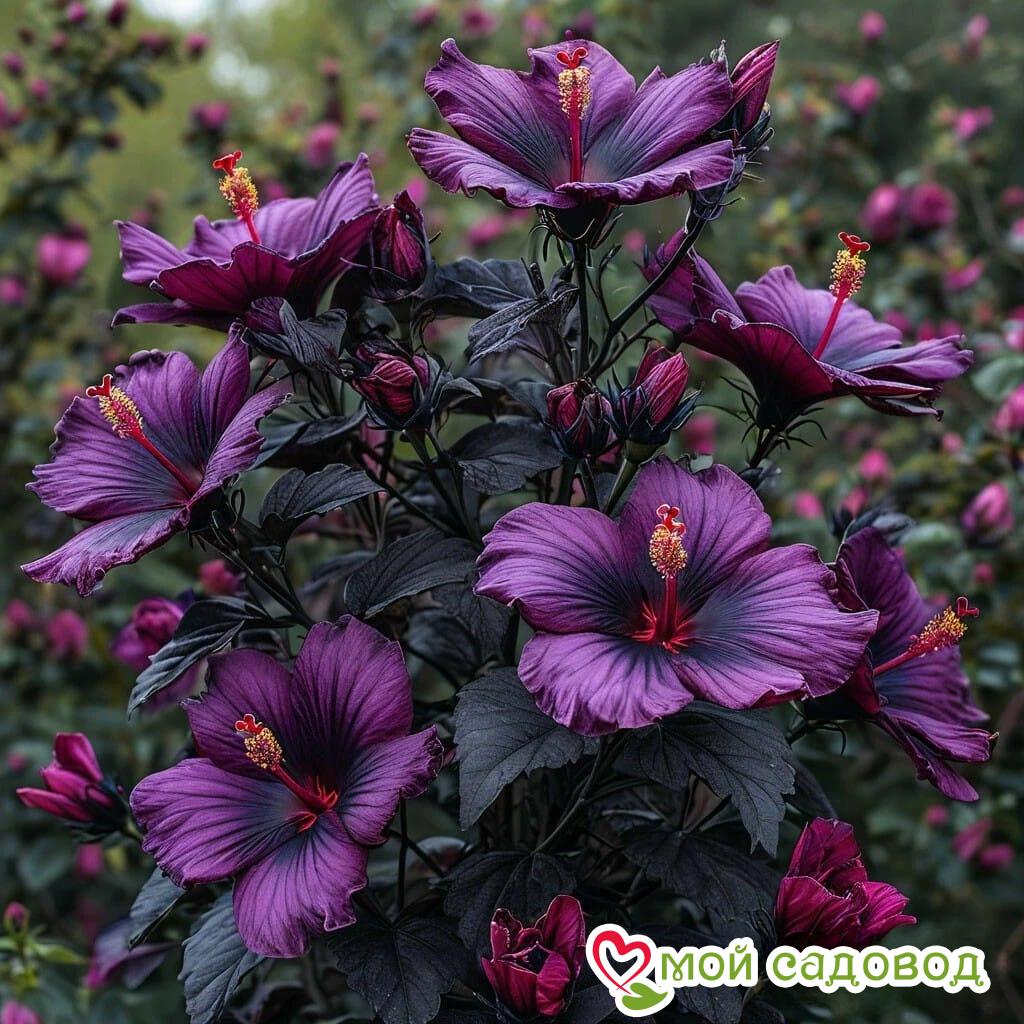 Гибискус Корал Чарм